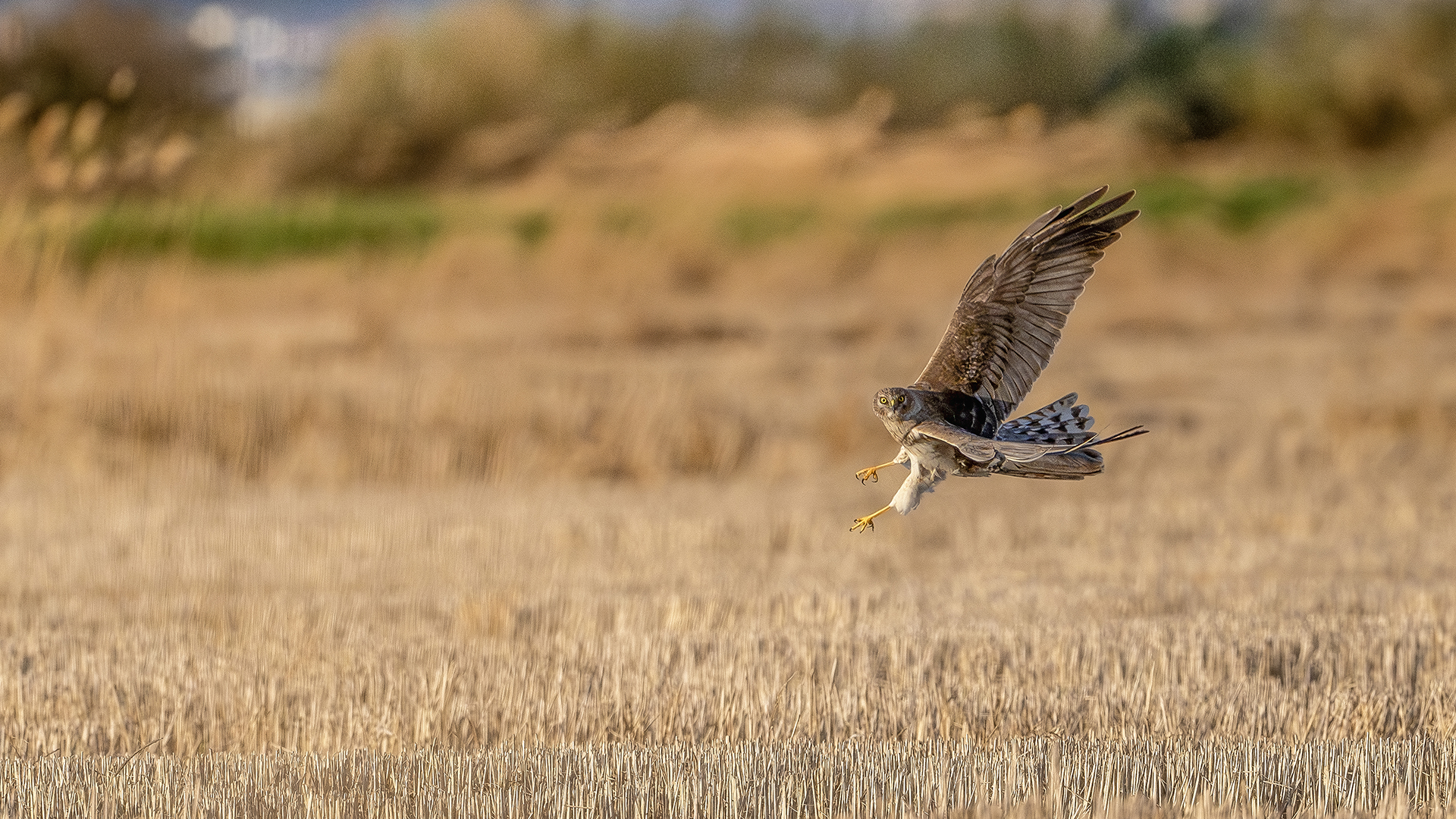 Hen Harrier